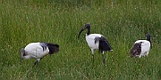 Sacred ibis (threskiornis aethiopicus), Lake Masek, Serengeti